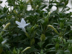 Barleria lawii