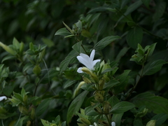 Barleria lawii