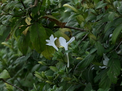 Barleria lawii