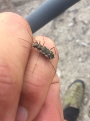 Neocicindela tuberculata