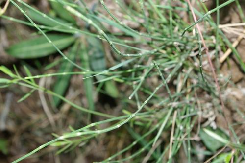 Equisetum image