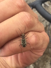 Neocicindela tuberculata