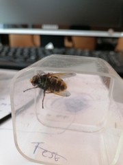 Volucella zonaria