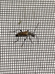 Rhagiini