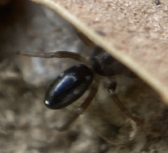 Phrurolithus