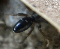 Phrurolithus