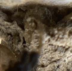 Phrurolithus