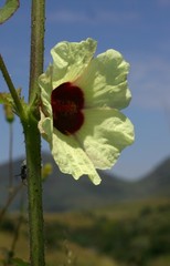 Hibiscus cannabinus