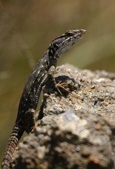 Pseudocordylus melanotus