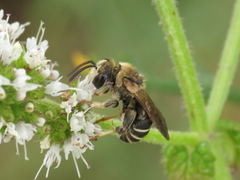 Pseudapis diversipes