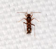 Sericophanes heidemanni