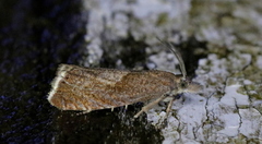 Dichrorampha acuminatana