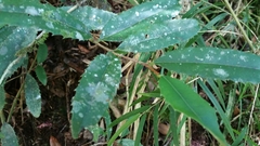 Brexiella
