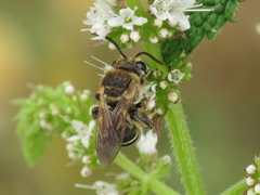 Pseudapis diversipes