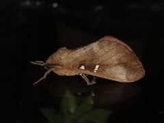 Oxycanus beltista