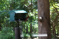 Cardinalis cardinalis