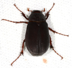 Phyllophaga prunina