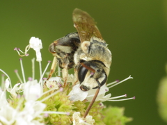 Pseudapis diversipes
