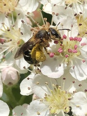 Halictus rubicundus