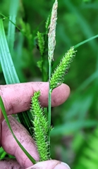 Carex scabrata
