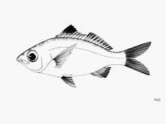 Bigeye Mojarra photo 2