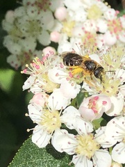 Halictus rubicundus