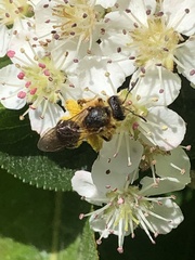 Halictus rubicundus