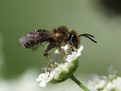 Pseudapis diversipes