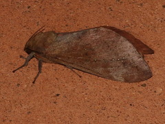 Oxycanus beltista