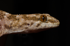 Pachydactylus capensis