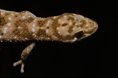 Pachydactylus capensis