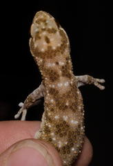 Pachydactylus capensis