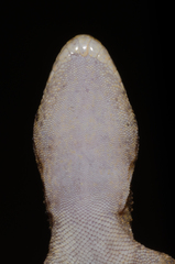 Pachydactylus capensis