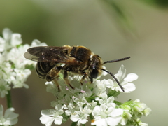 Pseudapis diversipes