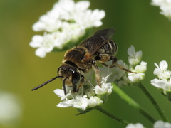 Pseudapis diversipes