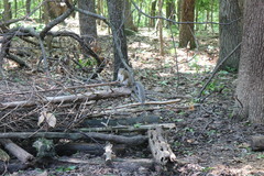 Sciurus carolinensis