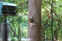 Sciurus carolinensis
