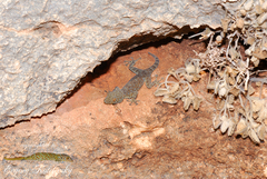 Ptyodactylus puiseuxi