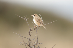 Cisticola aridulus