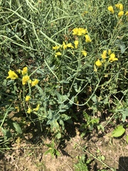 Brassica napus