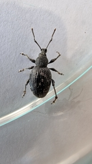 Otiorhynchus tristis