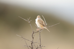 Cisticola aridulus