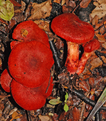 Cortinarius cramesinus