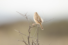Cisticola aridulus