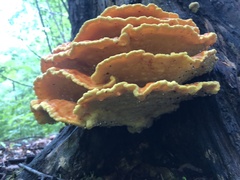 Laetiporus sulphureus