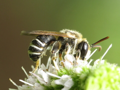 Pseudapis diversipes