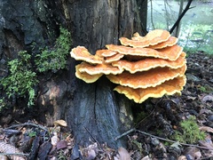 Laetiporus sulphureus