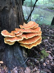 Laetiporus sulphureus