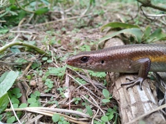 Eutropis multifasciata