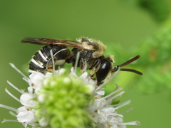 Pseudapis diversipes